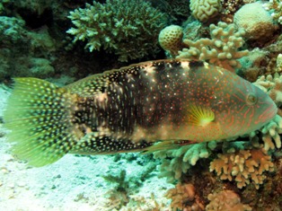 Cheilinus abudjubbe
